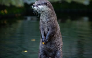 Картинка выдра, природа, водоем, животные, камни, мох, фото