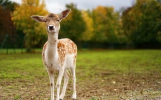 Картинка олень, природа, животные, осень, пейзаж, фотография, зеленый