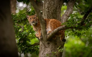 Картинка рысь, дерево, природа, животные, лес, дикая природа, пейзаж