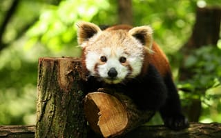 Картинка панда, животные, природа, лес, медвежонок, фотография, зеленый