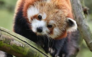 Картинка панда, животное, дерево, природа, лес, мягкий, милый