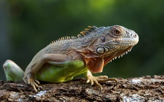 Картинка ящерица, природа, рептилия, животное, лес, зеленый, фотография