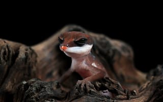 Картинка геккон, рептилия, животное, природа, фото, черный фон, древесина