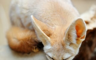 Картинка фенек, животное, сон, уши, песок, природа, мягкий