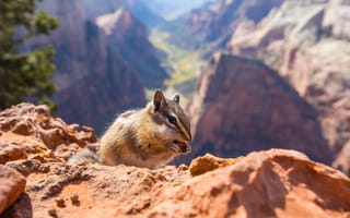 Картинка белка, природа, горы, пейзаж, животные, ландшафт, камни