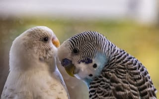 Картинка попугаи, птицы, любовь, друзья, природа, животные, красота