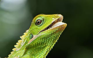 Картинка ящерица, природа, зеленый, рептилия, животное, фото, макро