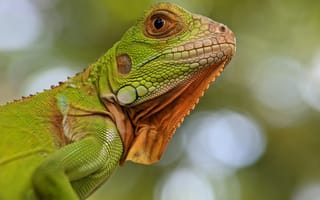 Картинка ящерица, природа, зеленый, рептилия, животное, фото, обои