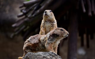 Картинка сурки, животные, природа, пейзаж, фото, дикие, обои
