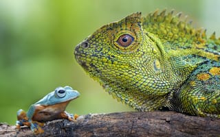 Картинка ящерица, лягушка, природа, животные, макро, фото, зеленый