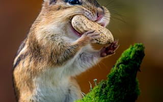 Картинка белка, орех, природа, животные, фото, обои, лес