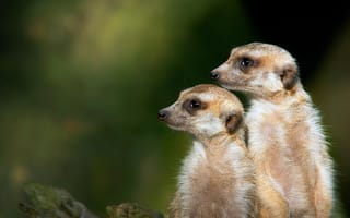 Картинка сурикаты, животные, природа, дикие, пара, фото, обои
