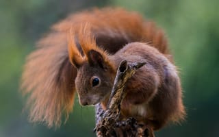 Картинка белка, природа, животные, лес, фотография, дерево, дикая природа