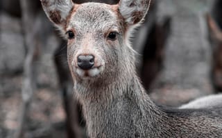 Картинка олень, животные, природа, дикие, молодой, фотография, лес