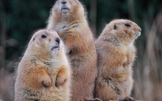 Картинка сурки, животные, природа, группа, пейзаж, фотография, млекопитающие