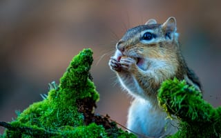 Картинка белка, природа, животные, лес, мох, еда, фотография