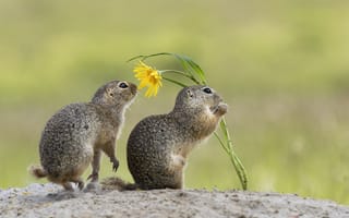Картинка сурки, цветы, природа, животные, пейзаж, лето, друзья