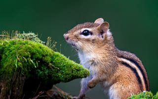 Картинка белка, природа, животные, мох, лес, дикие животные, фото