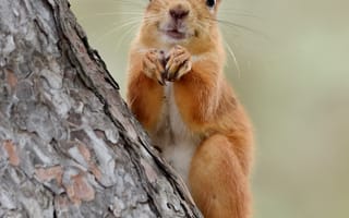 Картинка белка, дерево, природа, животные, лес, фотография, дикая природа