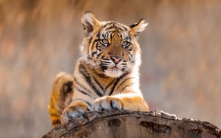 Картинка тигр, животные, дикая природа, питомцы, фото, обои, младенец