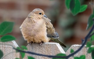 Картинка птица, природа, фото, обои, животные, дерево, зелень