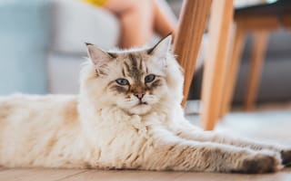 Картинка кот, домашний питомец, мягкий, спокойный, животное, пухнастый, интерьер