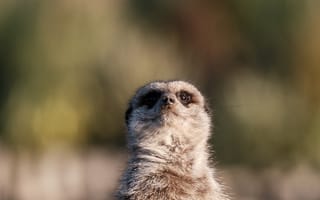 Картинка сурикат, животное, природа, фото, дикие животные, млекопитающее, зверь