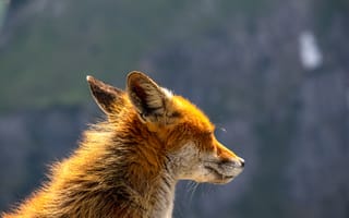 Картинка лисица, животные, природа, дикая природа, фото, пейзаж, мягкий свет