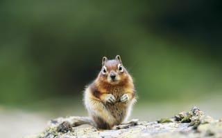 Картинка белка, животные, природа, лес, дикая природа, фото, обои