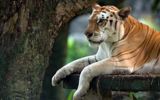 Картинка тигр, животные, природа, дикая природа, пейзаж, фотография, обои