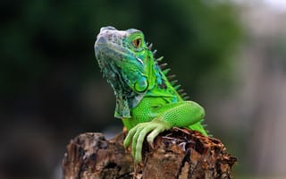 Картинка игуана, рептилия, зеленый, природа, животное, фотография, обои