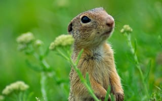 Картинка сурок, природа, животные, трава, фото, пейзаж, зеленый