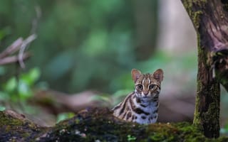 Картинка кот, природа, животное, лес, дикая природа, мох, фото