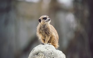 Картинка сурикат, животное, природа, камень, зверь, фото, обои