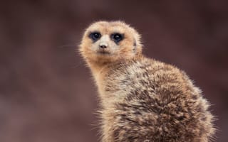 Картинка сурикат, животное, природа, дикая природа, фото, обои, млекопитающее