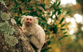 Картинка обезьяна, природа, дерево, животные, лес, фауна, дикие