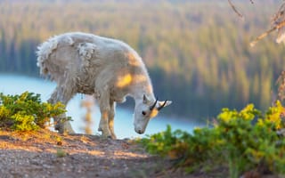 Картинка козел, природа, горы, животные, пейзаж, фотография, весна