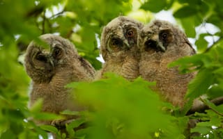 Картинка совы, птицы, природа, деревья, младенцы, зелень, фото