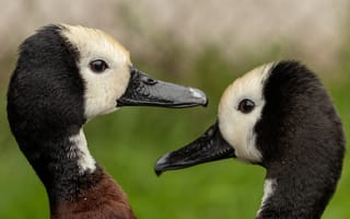 Картинка утки, птицы, природа, животные, пара, фото, крупный план