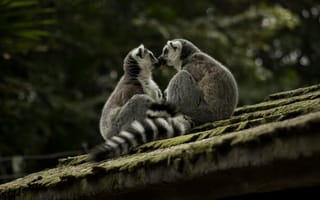Картинка лемуры, животные, природа, взаимодействие, забавные, зеленый, дерево
