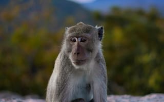 Картинка обезьяна, природа, пейзаж, животные, горы, закат, фотография