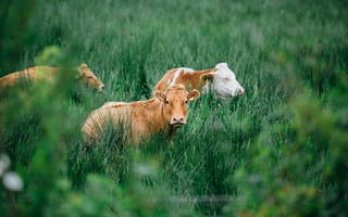 Картинка коровы, пастбище, природа, зеленый, животные, ферма, пейзаж