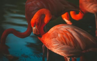 Картинка фламинго, птицы, природа, водоем, яркие цвета, животные, экзотика