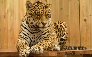 Картинка ягуар, дикая природа, животные, питомцы, пейзаж, красота, фото
