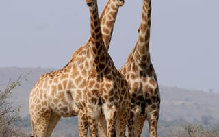 Картинка жирафы, дикое животное, природа, африка, фауна, пейзаж, животные