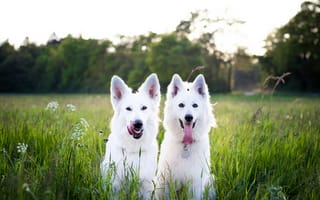 Картинка собаки, белые, пейзаж, природа, поляна, щенки, лето