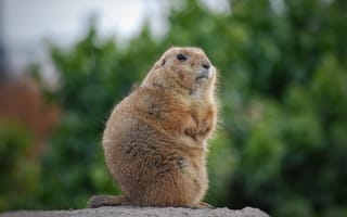 Картинка сурок, животное, природа, фото, пейзаж, мягкий, зеленый