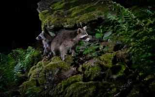Картинка еноты, природа, ночь, лес, животные, мох, камни