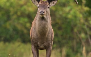 Картинка олень, природа, животные, дикие, лес, антлеры, фотография
