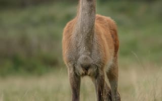 Картинка олень, природа, животные, пейзаж, фотография, зеленый, лес